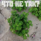 Что не так?